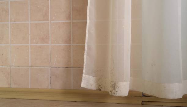 Best Commercial Mold Inspection  in Mansfield Center, CT