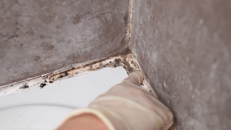Best Black Mold Removal  in Mansfield Center, CT
