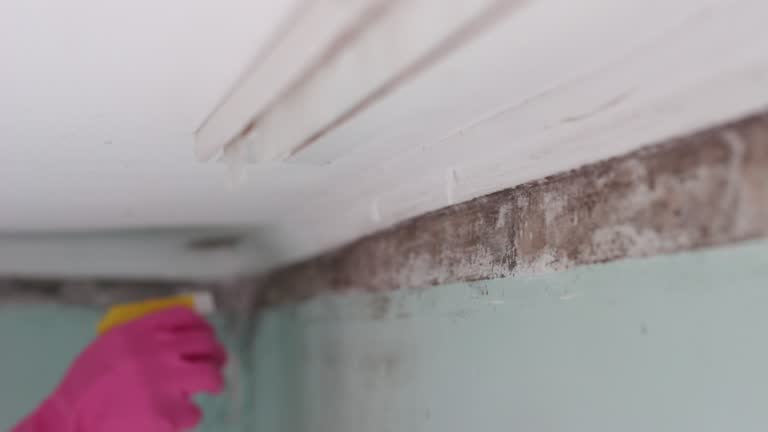 Best Residential Mold Inspection & Testing  in Mansfield Center, CT